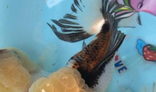 沈阳宠物用品批发 沈阳宠物用品批发