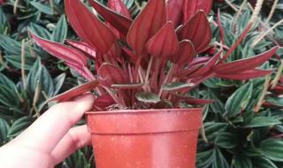 吸收甲醛的植物 吸收甲醛的植物